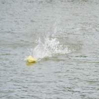 Barracuda - FSR 3.5 Racer