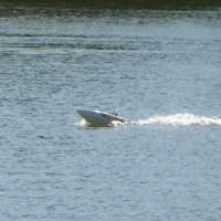 Eagle - Deep Vee Sport Boat